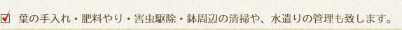 葉の手入れ・肥料やり・害虫駆除・鉢周辺の清掃や、水遣りの管理も致します。