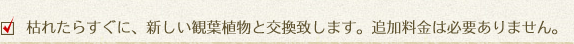 枯れたらすぐに、新しい観葉植物と交換致します。追加料金は必要ありません。